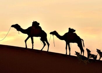 الحق بالقافلة